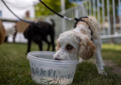 Suba Bleu’s Backyard Dog Park Presented By Mark Miller Subaru Comes to the 15th Annual Craft Lake City DIY Festival Presented By Harmons